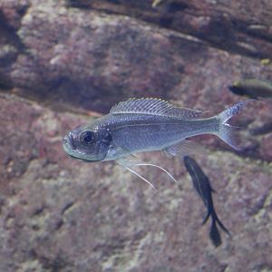 Cichlid (Haplotaxodon microlepis)