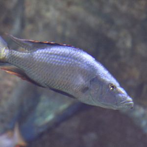 Malawi Eyebiter (Dimidiochromis compressiceps)