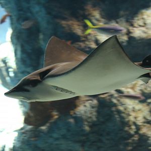 Oman Cownose Ray