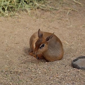 Kirk's Dik-Dik