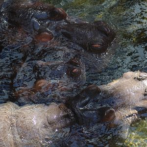 Common Hippopotamus