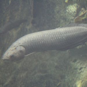 African Arowana