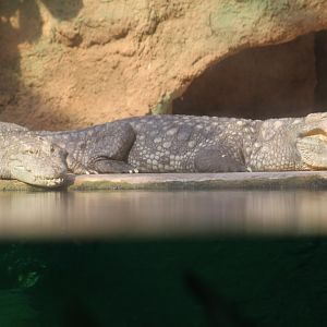 Nile Crocodiles