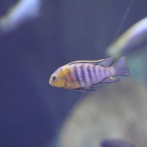 Cichlid (Tropheops macrophthalmus)