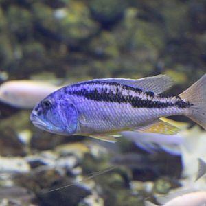 Cichlid (Aristochromis christyi)