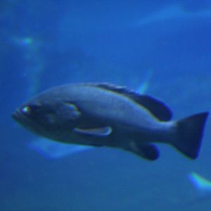 Wroclaw- Grouper ID?