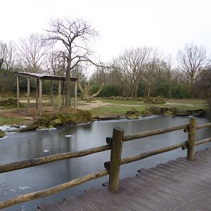 Javan Banteng exterior exhibit