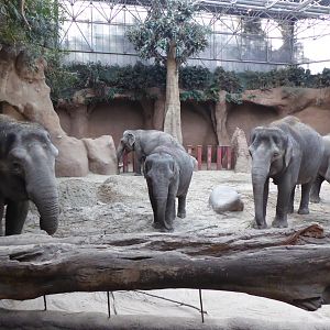 Interior exhibit for Asian Elephant in Taman Indah