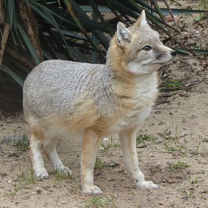 Swift Fox (Vulpes velox) at Diergaarde Blijdorp - 9th February 2018