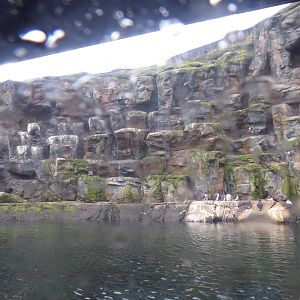 Bass Rock exhibit at Oceanium