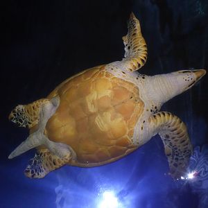 Hawksbill turtle (Eretmochelys imbricata) at Diergaarde Blijdorp - 9th February 2018