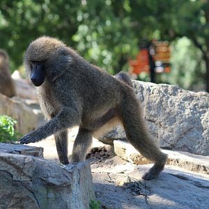 Yellow Baboon