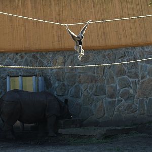 Gibbon Swinging Over Rhino