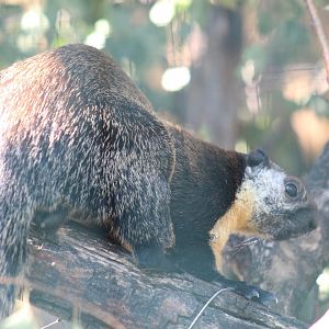 Javan Black Giant Squirrel