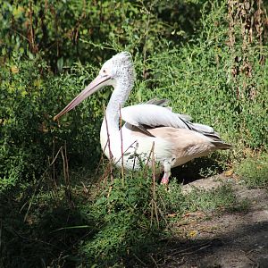 Spot-Billed Pelican