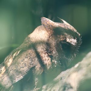 Luzon Lowland Scops-Owl