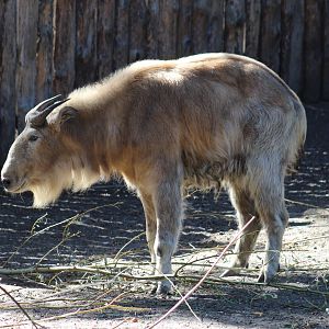 Golden Takin