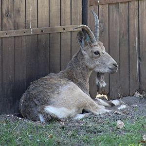 Siberian Ibex