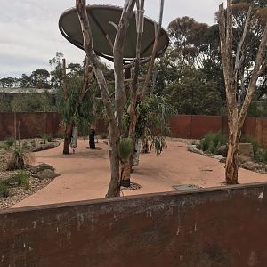 Koala enclosure