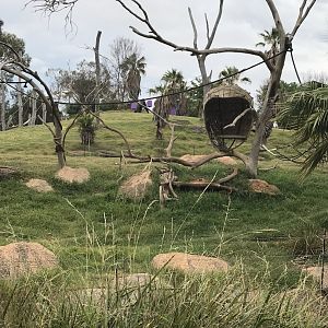 Vervet monkey enclosure