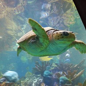 Loggerhead sea turtle - Retread