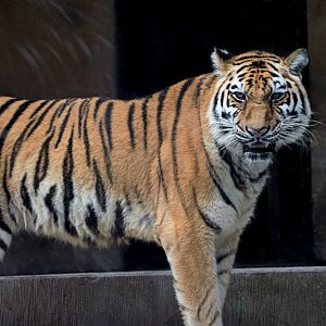 Liuzhou Zoo - Siberian tiger