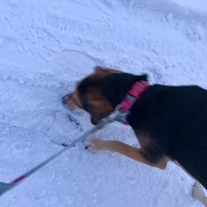 Moose track the size of Molly’s head