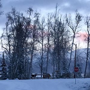 Moose next to the swing set.