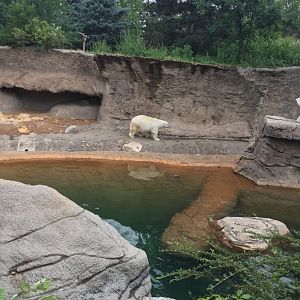 Polar Bear 6-23-2017