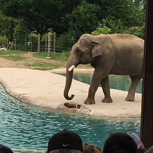 Groucho the Elephant 6-23-2017