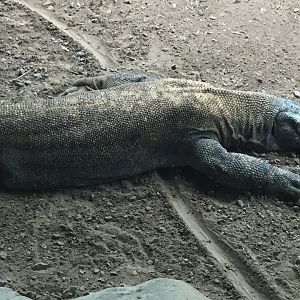 Komodo dragon 6-23-2017