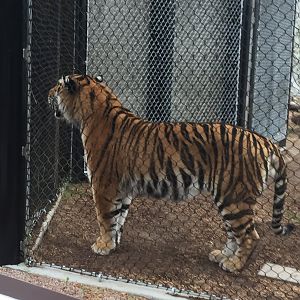 Amur Tiger 6-23-2017