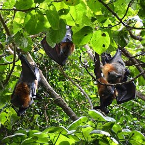 Grey-headed fruit bats
