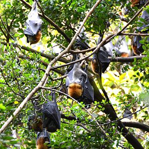 Grey-headed fruit bats.