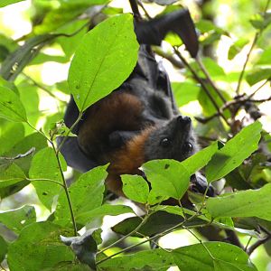 Grey-headed fruit bat.
