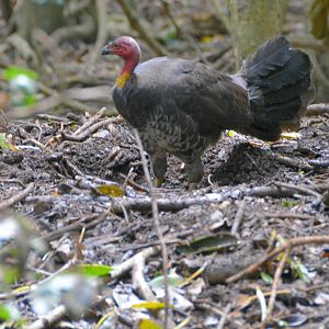 Brush turkey, on nest mound.