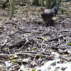 Brush turkey on nest mound.