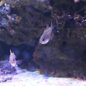 Bluestreak Cardinalfish