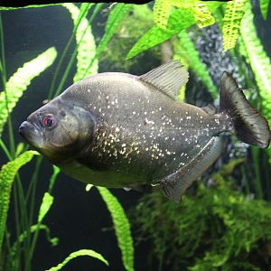 Redeye Black Piranha