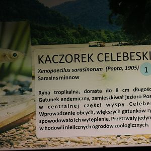 Celebes Ricefish Signage