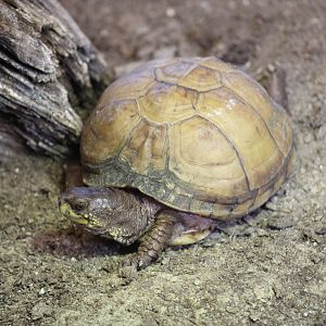 Ornate Box Turtle