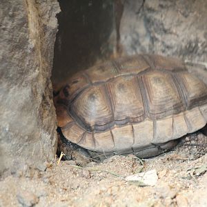 Chaco Tortoise