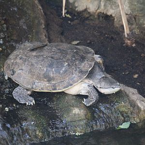 Hilaire's Toadhead Turtle