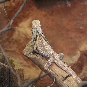 Frill-Necked Lizard