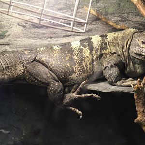 Black Spiny-Tailed Iguana