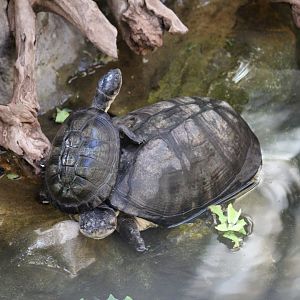 Zulia Toadhead Turtle