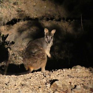 Sharman's Rock-wallaby (Petrogale sharmani)