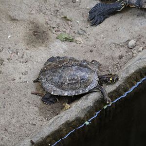 Ouachita Map Turtle