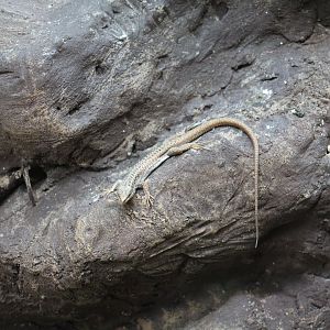 Erhard's Wall Lizard