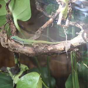 Peacock Day Gecko